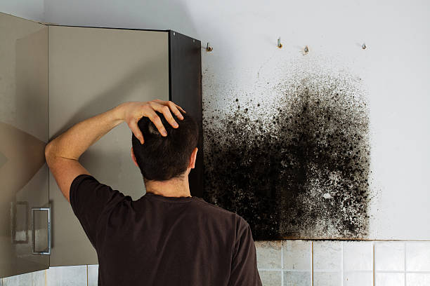 Best Mold Removal for HVAC Installations  in Yorklyn, PA